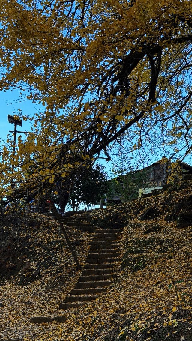 銀杏樹下慢時光,德化丁榮村 銀杏樹下慢時光,德化丁榮村