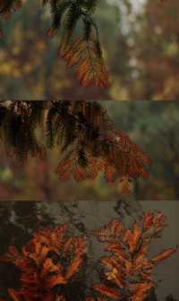 浐灞濕地的藍與紅美到窒息