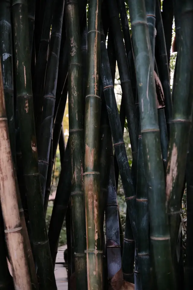 11月末的杜甫草堂|被銀杏和竹林美暈了