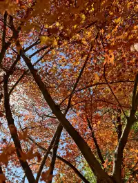 今日實況,指南村的楓葉紅了