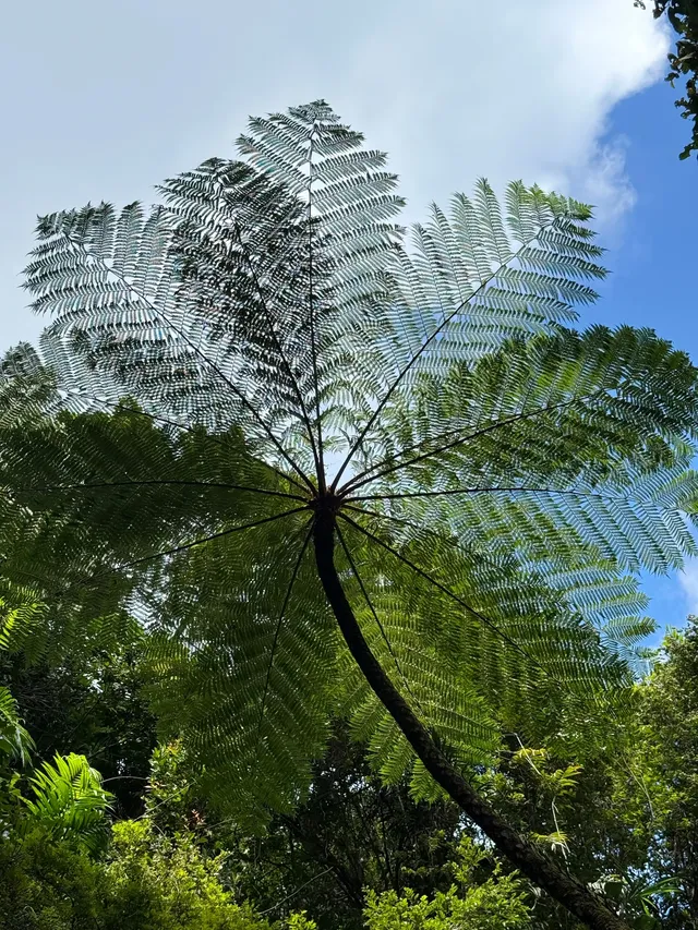 為了這10張圖 願意去100次昆士蘭