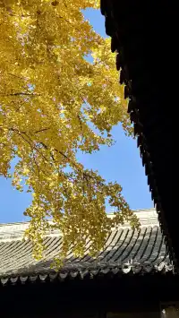 為了一棵樹來了瞻園|全屏感受金陵第一園