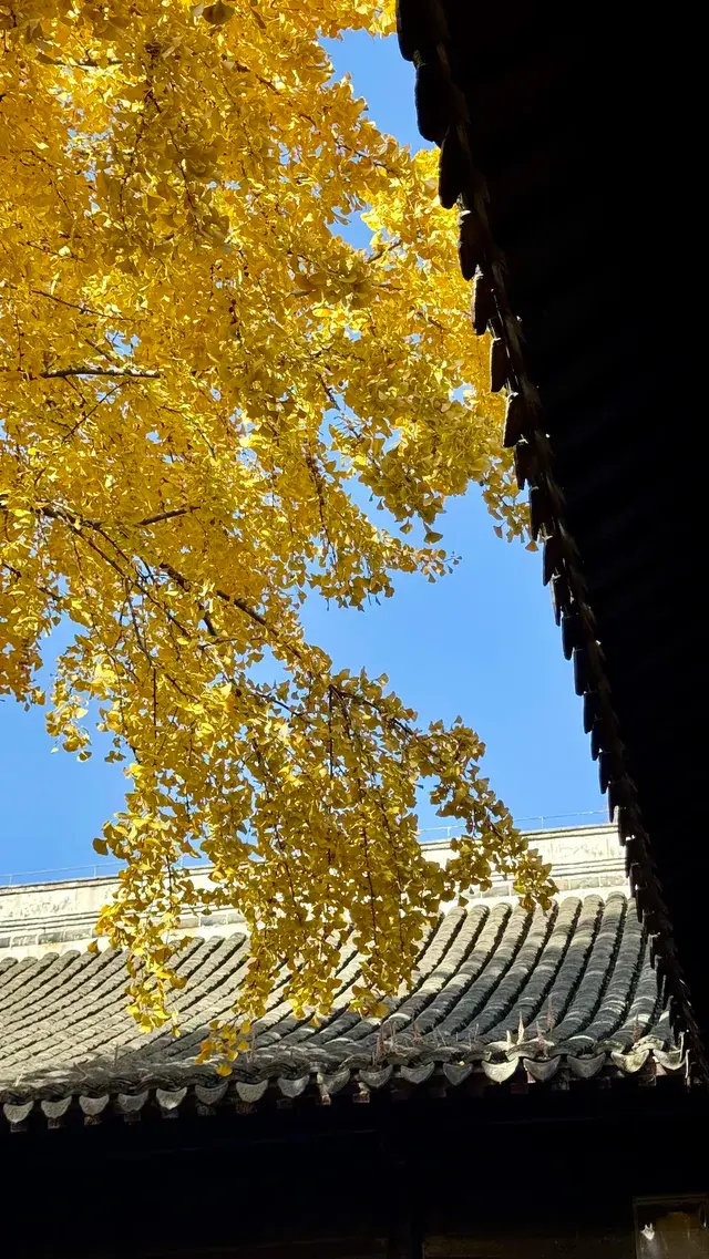 為了一棵樹來了瞻園|全屏感受金陵第一園 為了一棵樹來了瞻園|全屏感受金陵第一園