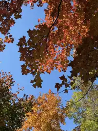 感謝杭州指南村 成功get秋日壁紙