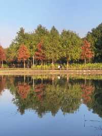 滬上秋色「杉」水畫,一半在水,一半在天