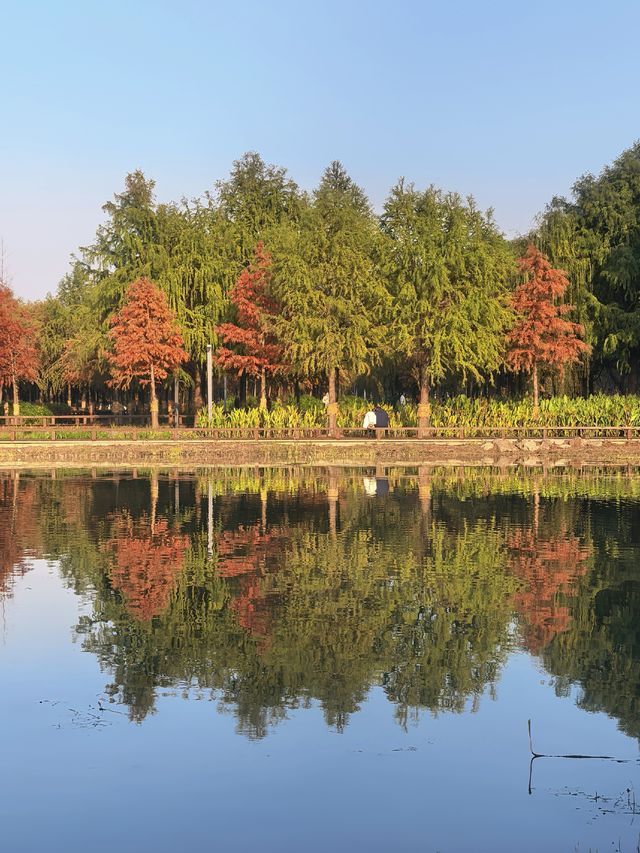 滬上秋色「杉」水畫,一半在水,一半在天 滬上秋色「杉」水畫,一半在水,一半在天