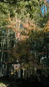 南京周邊遊——皖南的秋