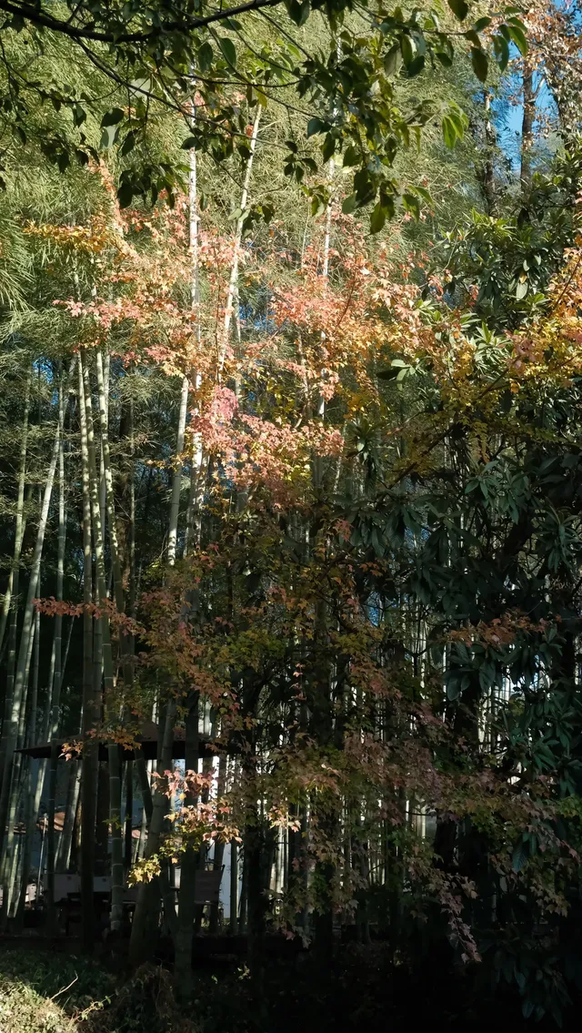 南京周邊遊——皖南的秋