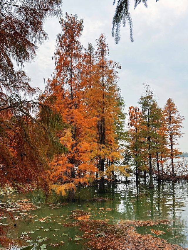 鎮江金山湖水杉林全攻略邂逅初冬童話秘境 鎮江金山湖水杉林全攻略邂逅初冬童話秘境