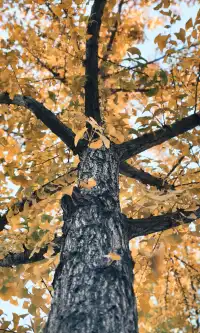 11.30實拍，局門路的銀杏都黃啦！