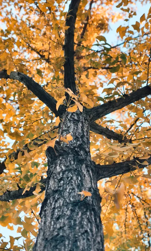 11.30實拍，局門路的銀杏都黃啦！