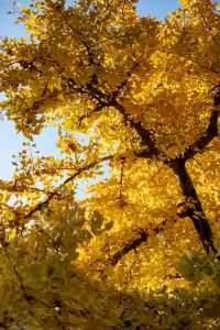 深秋的龍華寺美到無法用言語描述