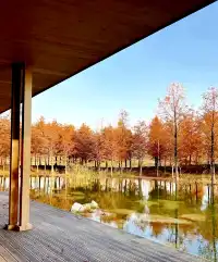 預警三林濱江落羽杉即將紅透，最佳觀賞期