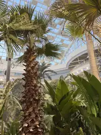 12.25到長春萬達茂看火壺表演和室內滑雪