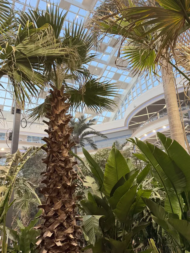 12.25到長春萬達茂看火壺表演和室內滑雪