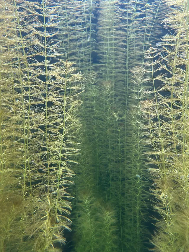 湖北新生旅遊年卡武漢植物園全攻略