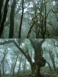 剛從哀牢山回來!看這篇就夠了