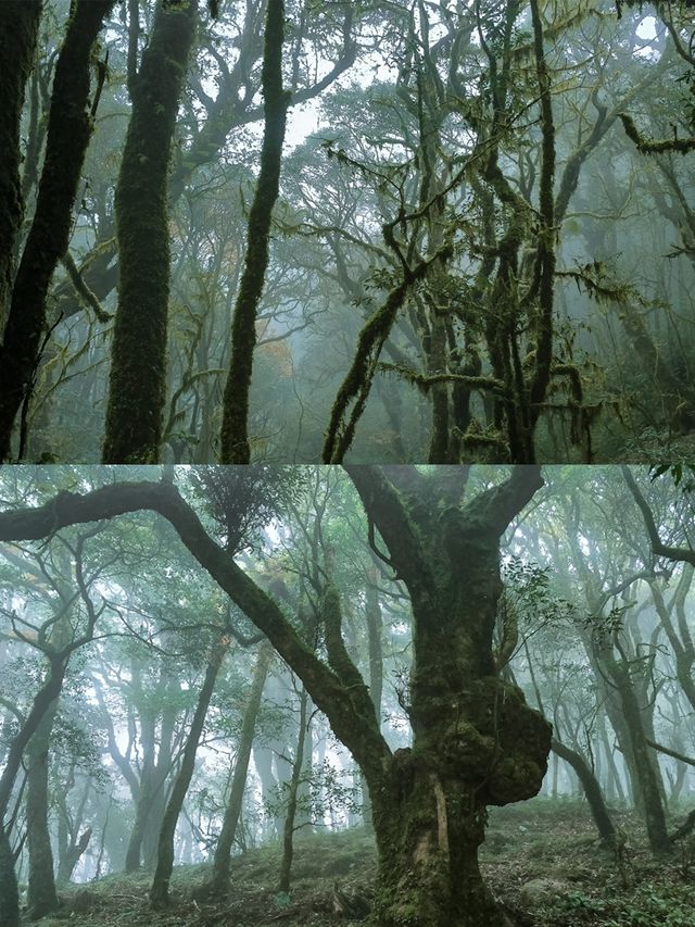 剛從哀牢山回來!看這篇就夠了 剛從哀牢山回來!看這篇就夠了