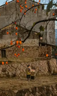 溫州市區1h達這個免費古村,柿子正紅透