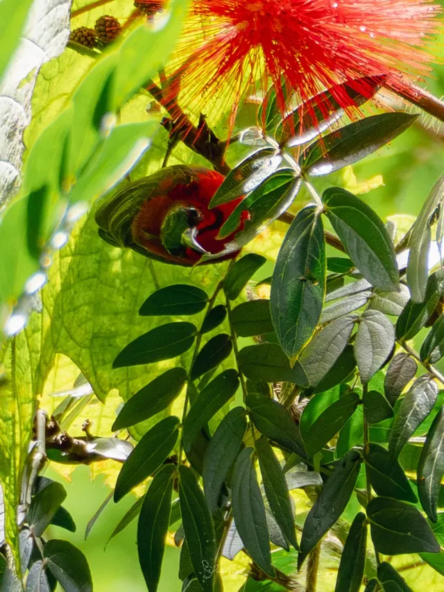 雲南觀鳥⑩｜野象谷沒有野象 但有蜂猴