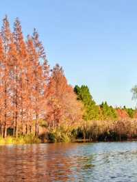 闖入紅衫秘境,開啟浪漫划船之旅