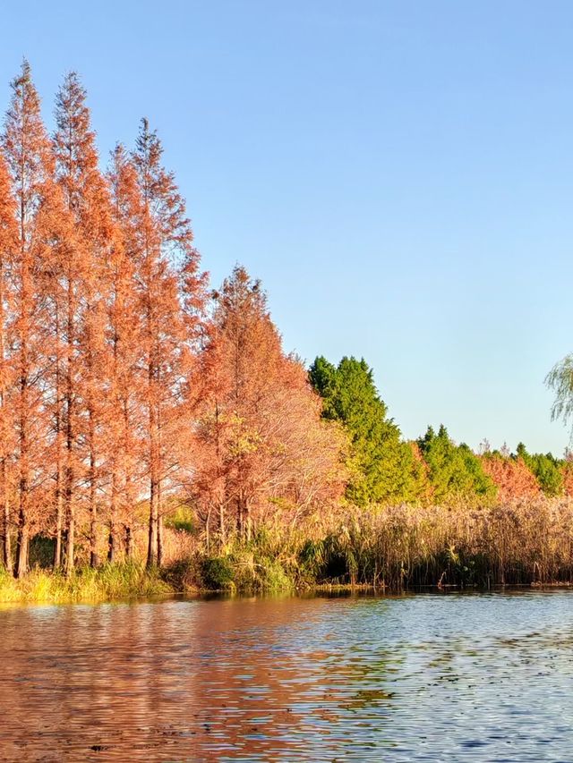 闖入紅衫秘境,開啟浪漫划船之旅 闖入紅衫秘境,開啟浪漫划船之旅