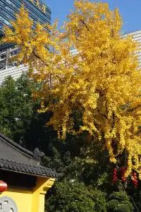 12.6 湖州秋景city walk路線