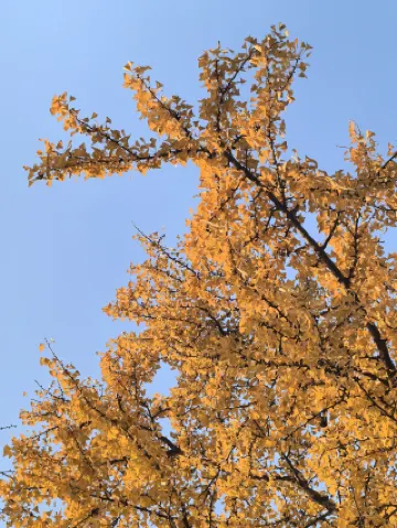 เส้นทางเดินชมเมืองในสวนสาธารณะหยินโจว + จุดถ่ายภาพที่ดีที่สุด: คู่มือฉบับสมบูรณ์