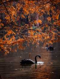 深秋的南京,一不小心闖進了油畫裡