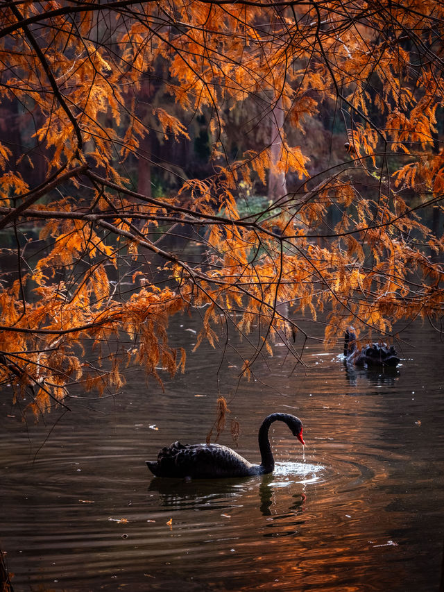 深秋的南京,一不小心闖進了油畫裡 深秋的南京,一不小心闖進了油畫裡
