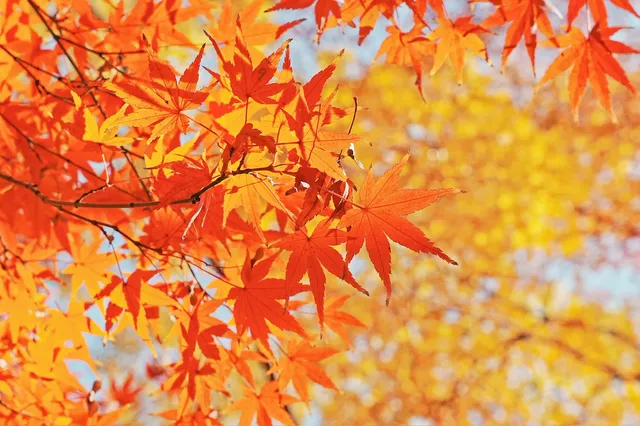 被驚艷到了!不用出滬也能欣賞到紅楓美景! 被驚艷到了!不用出滬也能欣賞到紅楓美景!