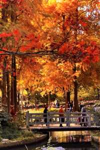 魔都賞秋封神路線!0元拍出大片感