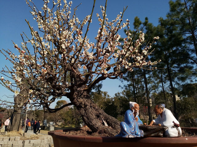 上海賞梅攻略｜Trip.com 上海