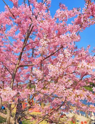 Spring is awakening, and Sanmenxia invites you to a springtime rendezvous
