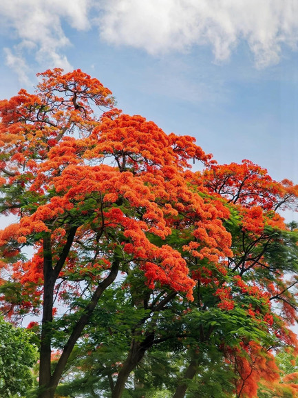Must-Visit for May Day! Panzhihua's Phoenix Flowers Turn the City