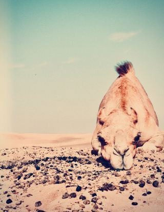 Jaisalmer’s Sam Sand Dunes: Camels, Chai, and Chaos