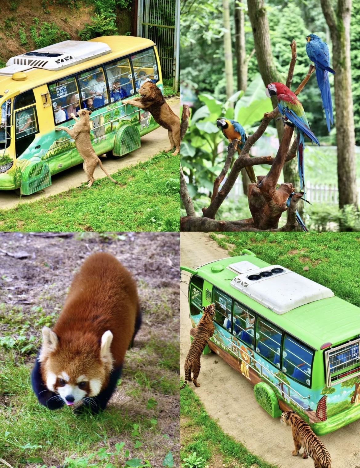 Guiyang's hidden gem for family fun: the forest zoo is so much fun!
