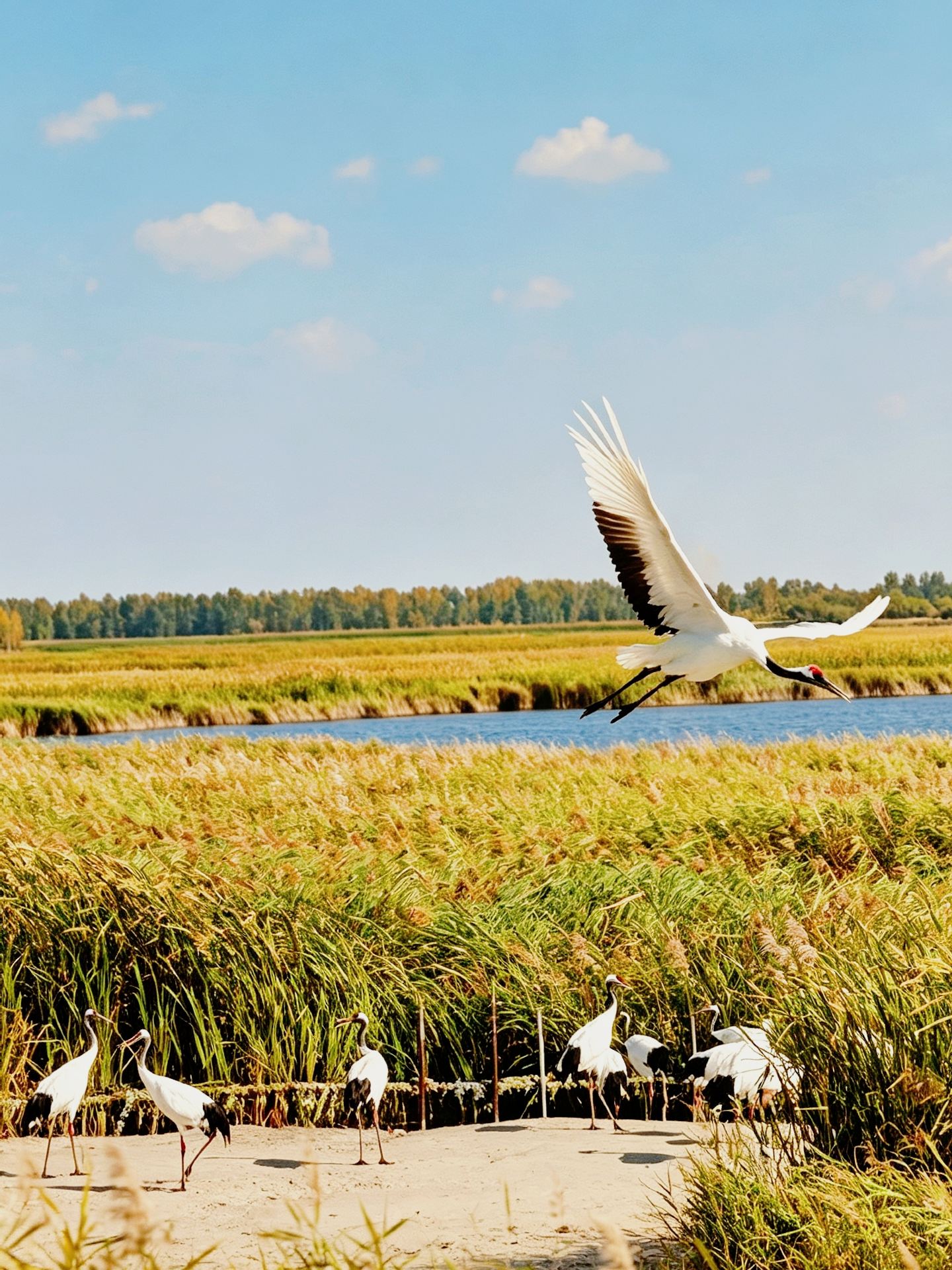 Xianghai in Baicheng: Where cranes and sand dunes coexist