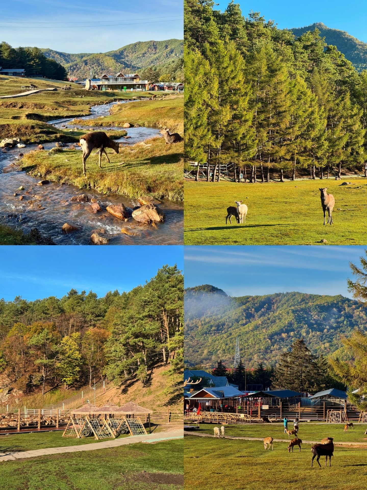 The Ultimate Yichun Travel Guide | A Healing Trip to the Lesser Khingan Mountains