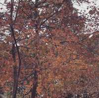 🍁元朗大棠🍁