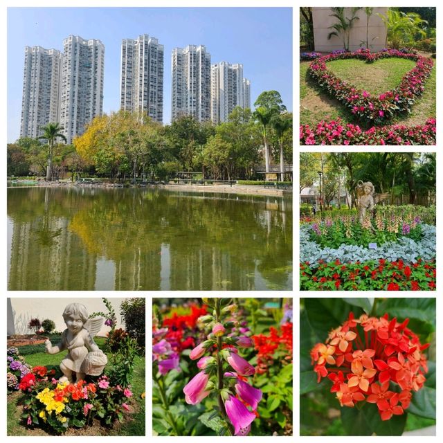 賞花🌺@天水圍公園🌳