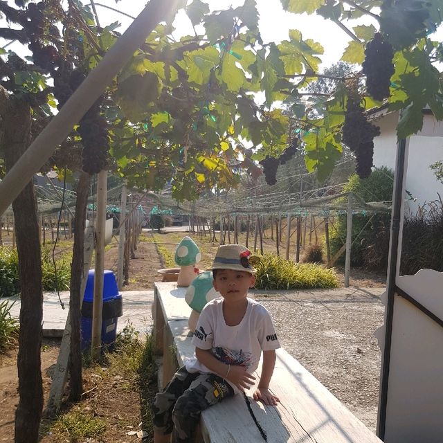 ไร่องุ่นหอมแผ่นดิน ท่าตอน แม่อาย เชียงใหม่
