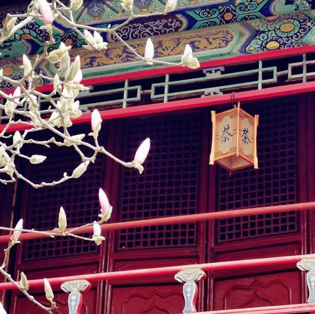 圓明園的玉蘭花