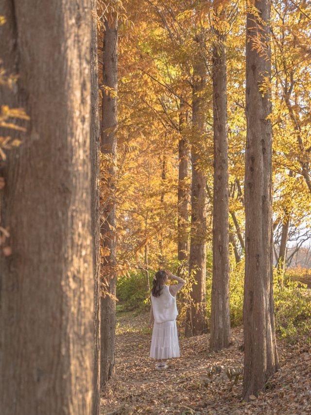 메타세콰이어로 가득한 경주의 힐링 가득한 숲🌲✨ 