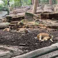 包羅萬有的重慶動物園