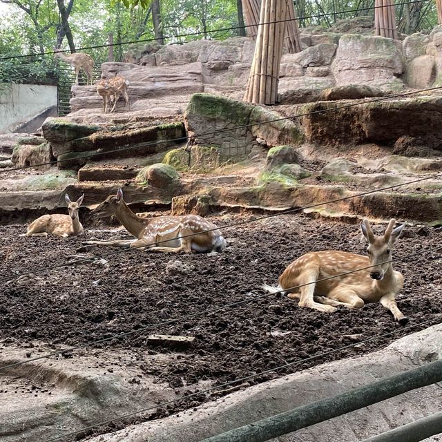 包羅萬有的重慶動物園