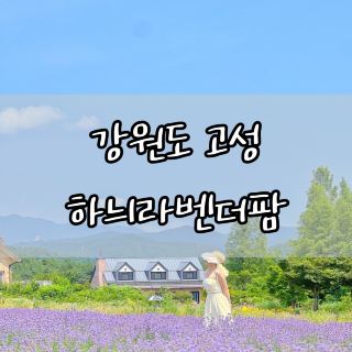 강원도 고성 하늬 라벤더팜