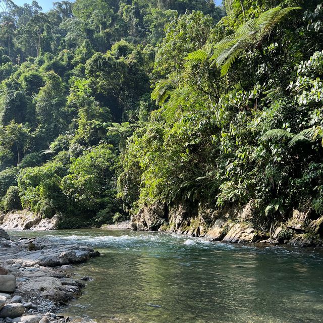 Jungle trek in Bukit Lawang - Indonesia