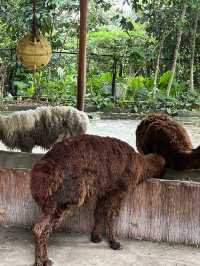 深圳親子遊 逛超大動物園