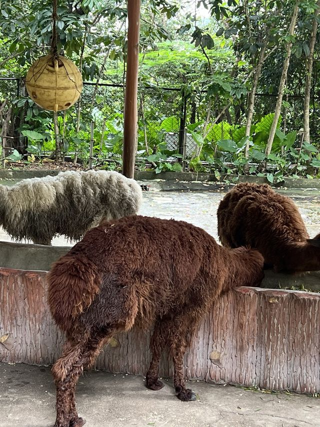 深圳親子遊 逛超大動物園